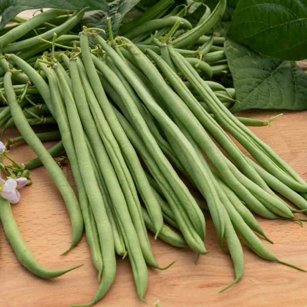 Légumes Secs - Haricot Nain Vert Oxinel 2 - 10 m - BIO - face recto